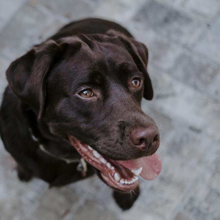 Portrait of Alex Rivers, community mentor and Italian cuisine specialist